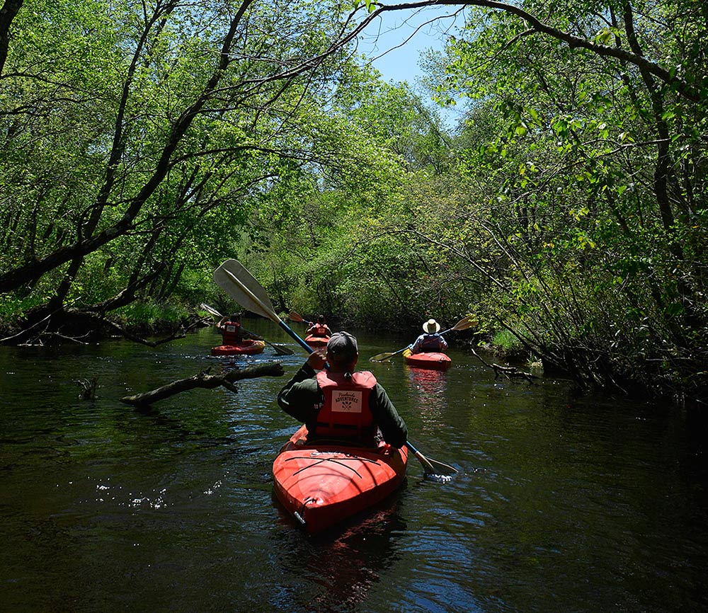 Batstoriverpinebarrenskayakingundertrees Pinelands Adventures