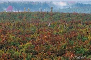 East plains Warren Grove Pine Barrens