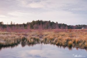 Franklin Parker Preserve New Jersey Pine Barrens Chatsworth