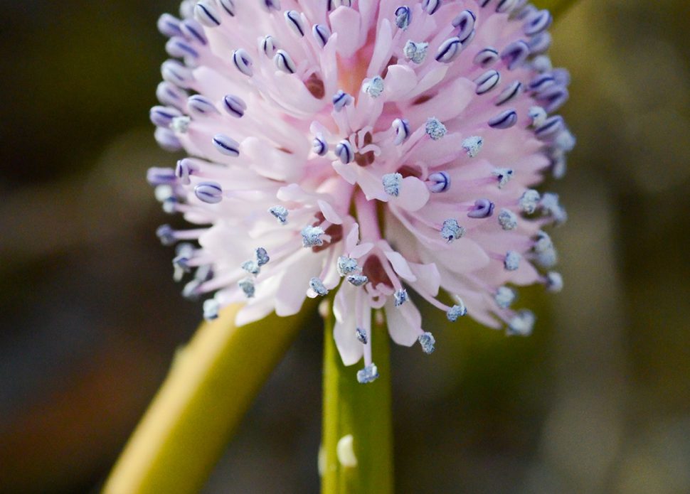 SwampPink(Heloniasbullata)—Amy Pinelands Adventures