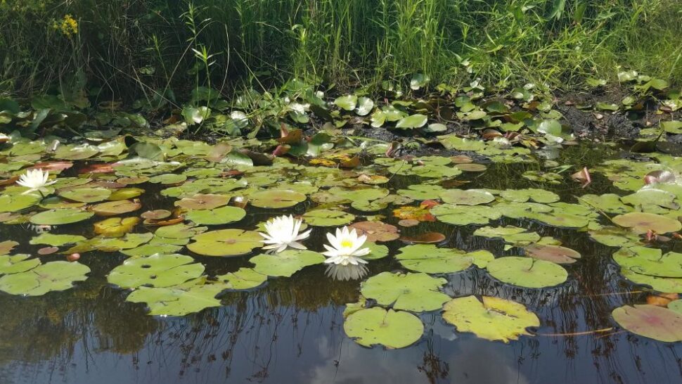 Mullica Lily Pads