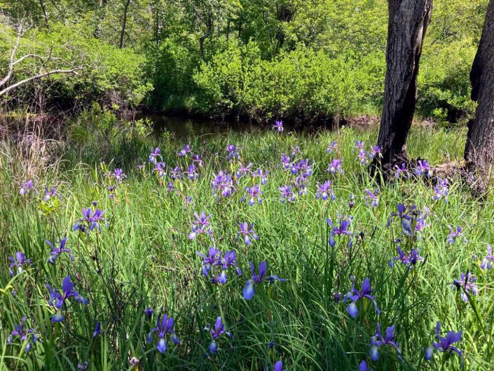 Slender Blue Flag (Iris prismatica) meadow on Mullica River
