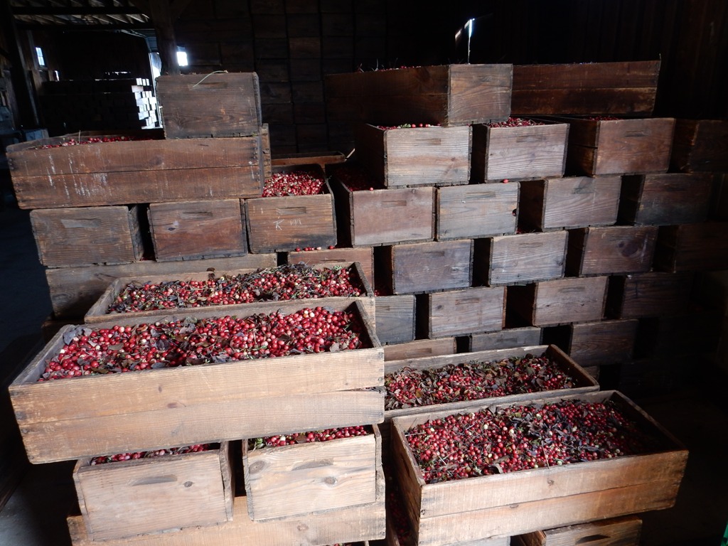 Cranberry Bog Tours New Jersey Pine Barrens