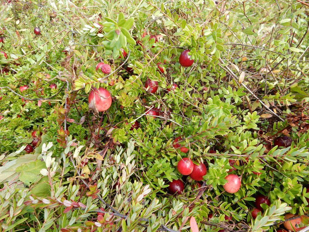 Cranberry Bog Tours New Jersey Pine Barrens