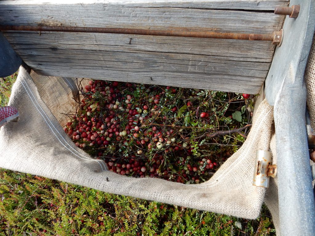 Cranberry Bog Tours New Jersey Pine Barrens