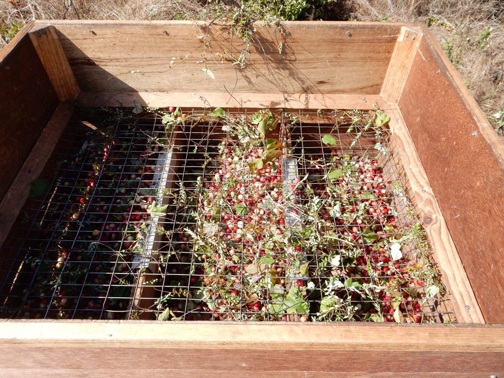 Cranberry Bog Tours New Jersey Pine Barrens