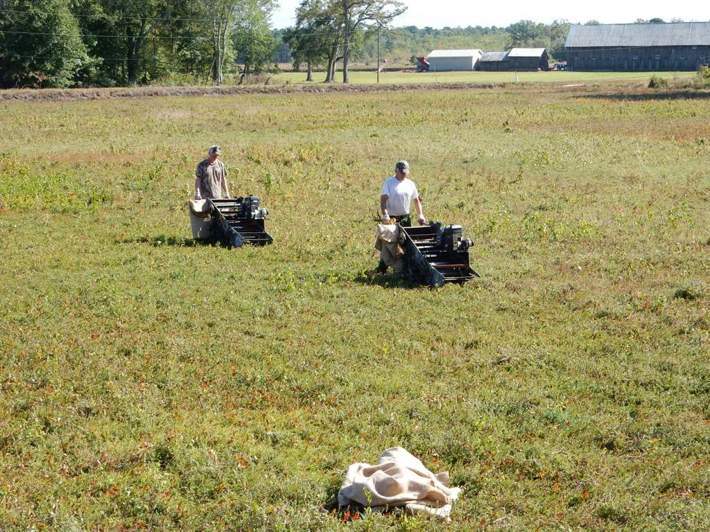 Cranberry Bog Tours New Jersey Pine Barrens