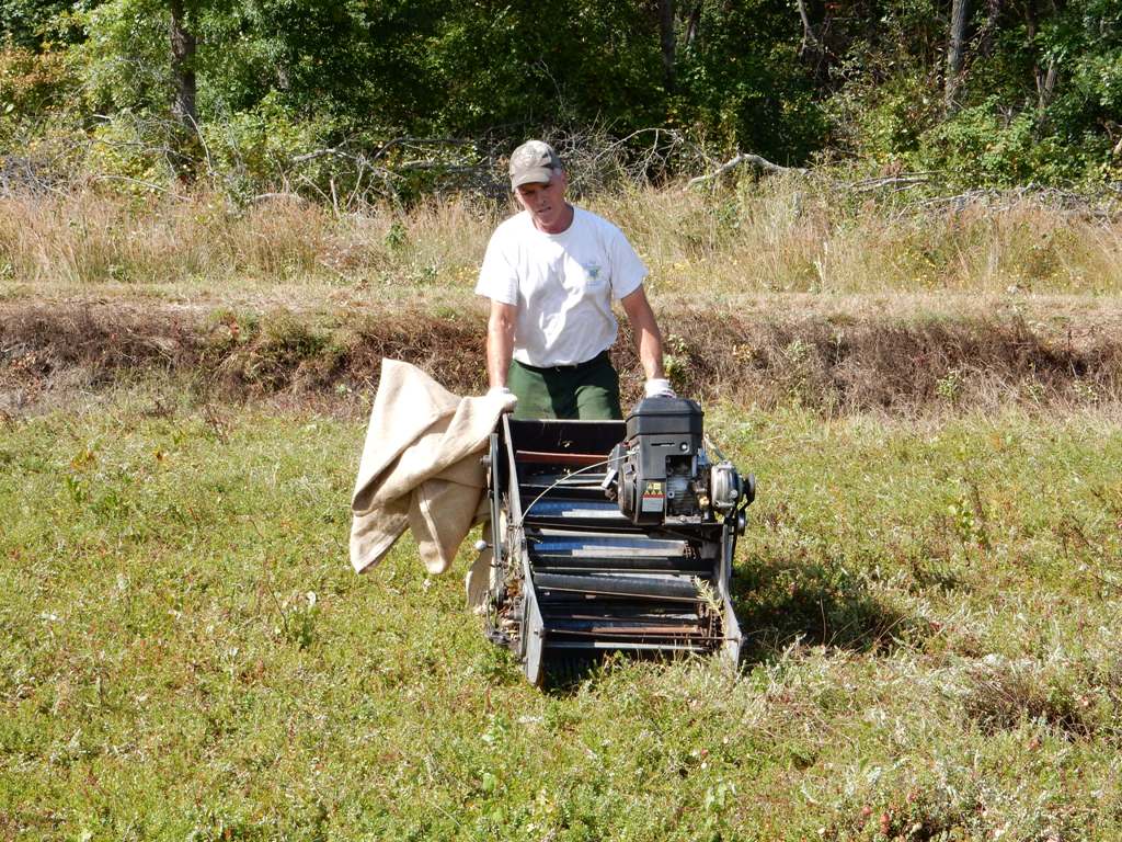Cranberry Bog Tours New Jersey Pine Barrens