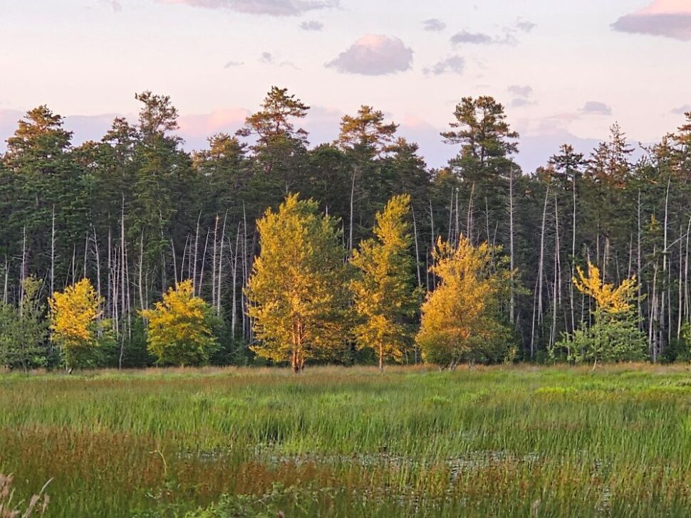 treeline on mullica river