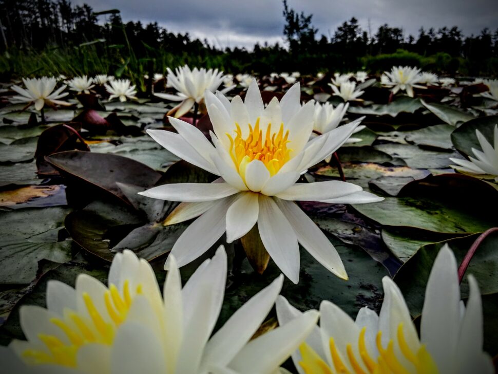 White lily pads are found in abundance in Pine Barrens rivers. 
