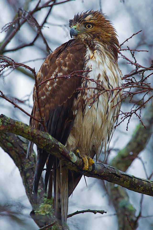 Red Tail Hawk perched in a tree