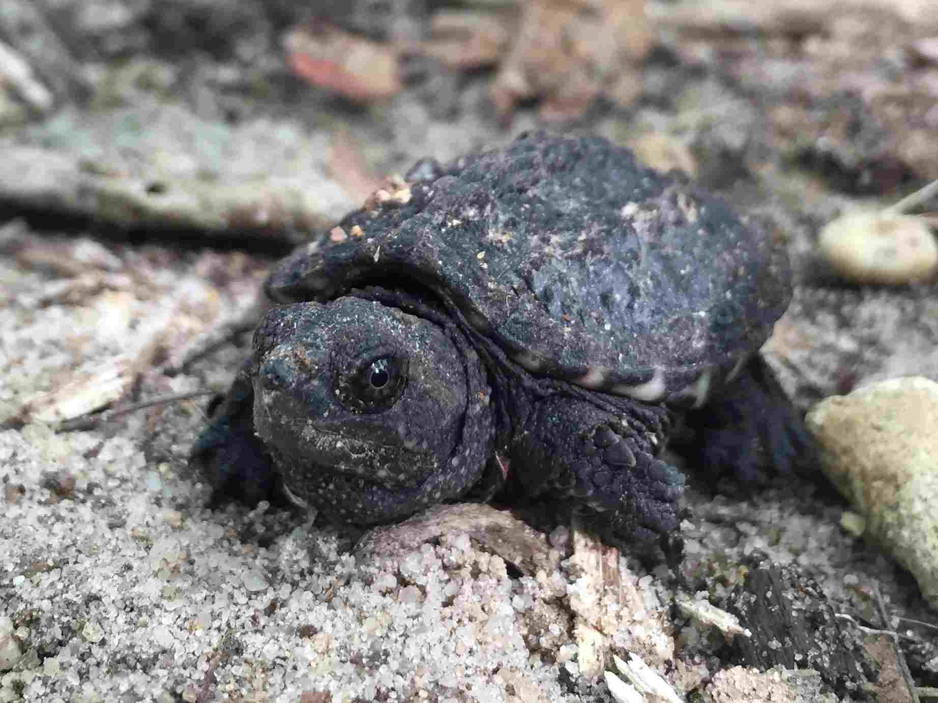 Season of the Turtle – Pinelands Adventures