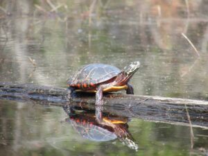 Painted Turtle 2
