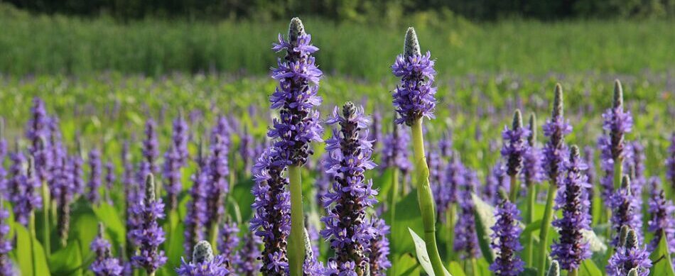 pickeral weed in the pine barrens